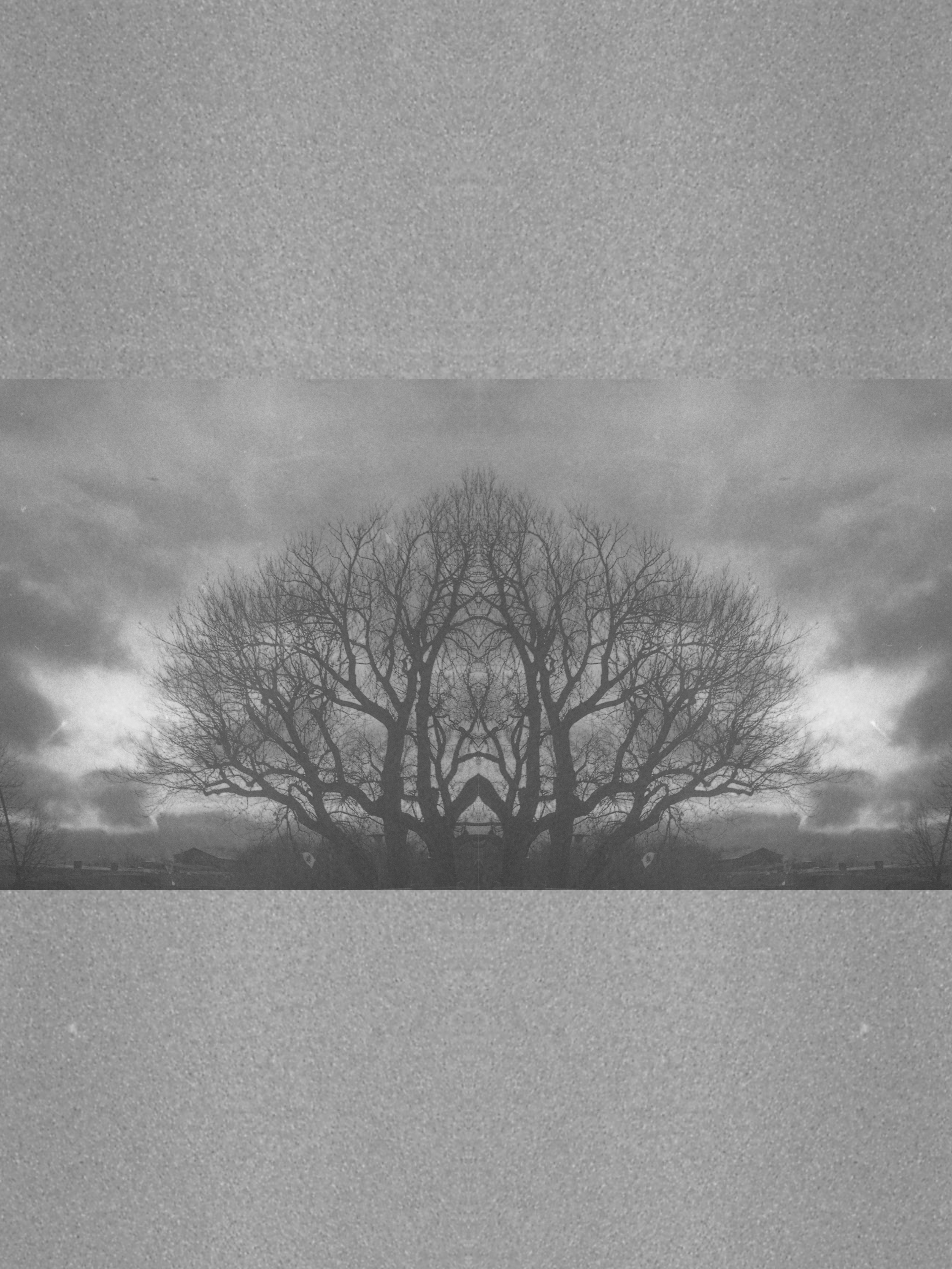 black and white photograph of a tree